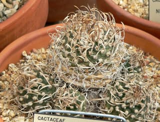 Turbinicarpus de Schmiedicke