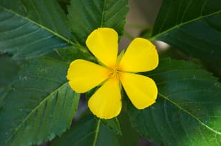 Turnera