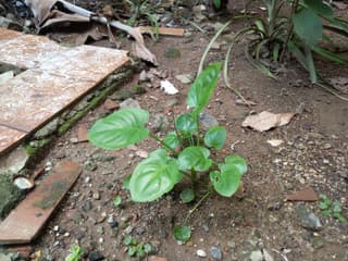 Typhonium