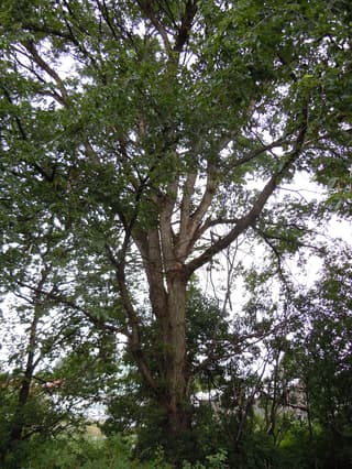 American elm