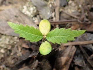 Field Elm