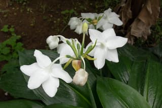 Amazon Lily Grandiflora