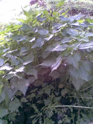 Stinging Nettle