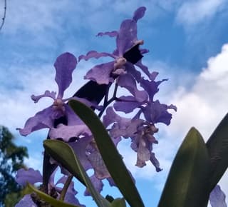 Vanda