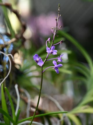 Vanda-azul-pequena