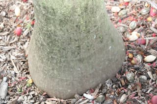 Palmeira de Montgomery