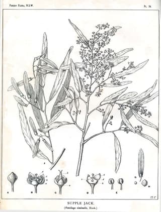 Ventilago