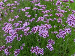 Verbena (genus)