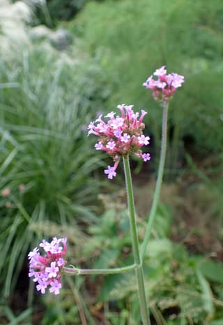 Purpletop Vervain