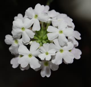 Verbena
