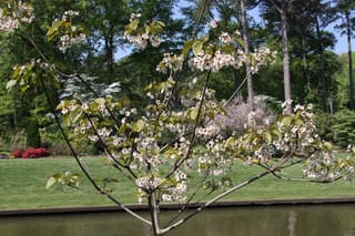 Árvore-do-óleo-de-tung