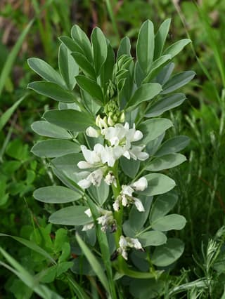 Broad Bean
