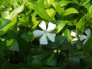 Lesser Periwinkle