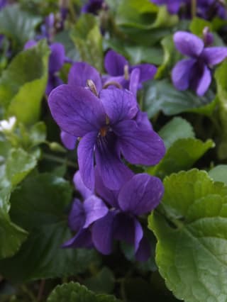 Violeta
