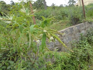 Harilik mungapipar