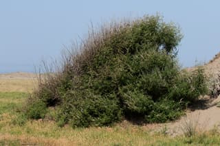 Chaste Tree