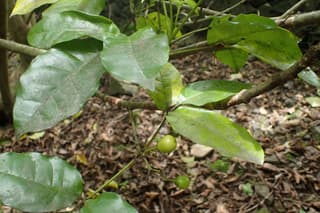 Puriri