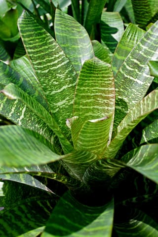 King of Bromeliads