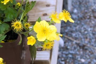 Barren Strawberry