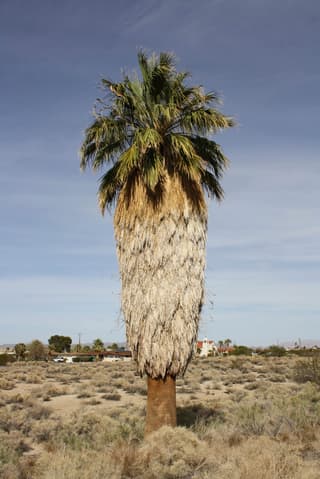 Palmeira-leque-da-Califórnia