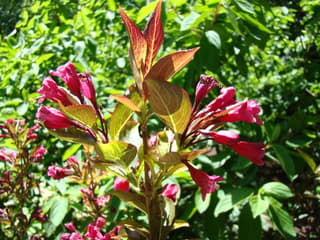 Old Fashioned Weigela