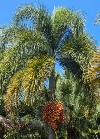 foxtail palm