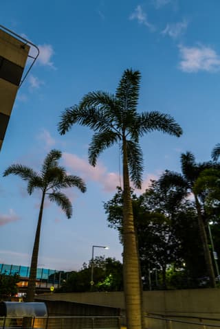 Palmeira-rabo-de-raposa