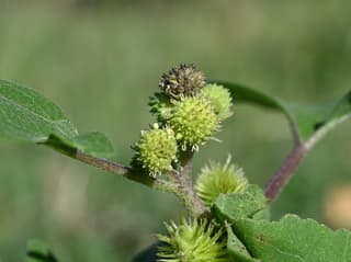 Cocklebur