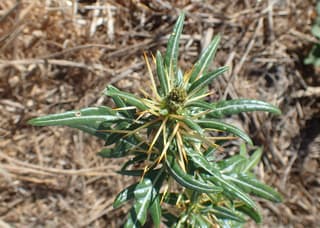 Spiny Cocklebur