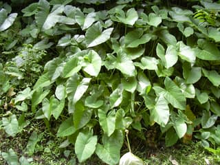 Orelha-de-elefante-robusta