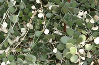 Planta-moeda
