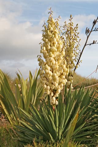 Adaga Espanhola