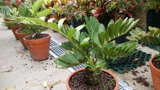 Zamia