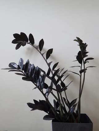 Zamioculca Raven