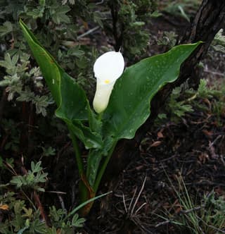 Spotted Calla Lily
