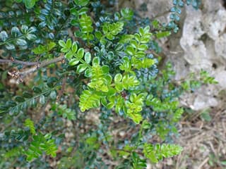 Chinese pepper tree