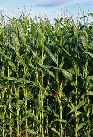 Corn