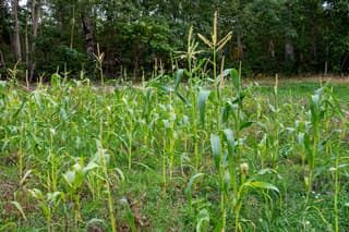 Corn