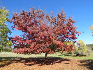 Zelkova japonesa