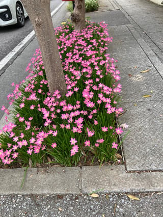 Lírio-da-chuva-rosa