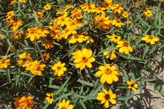Narrow-leaf Zinnia