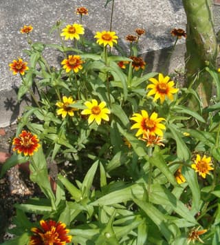 Mexican Zinnia