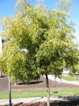 Jujubeira