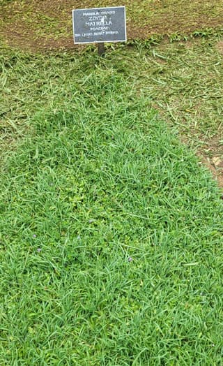 Manila Grass