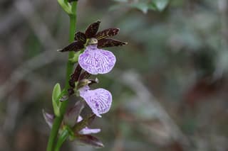 Zygopetalum maculatum
