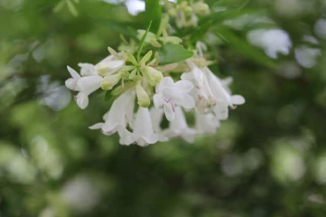 Abelia