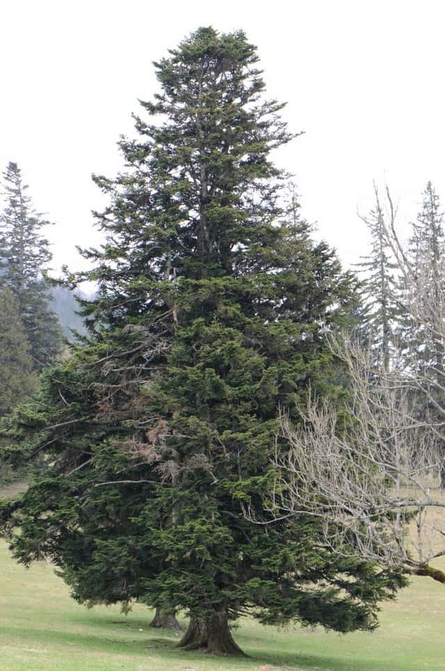 Fir