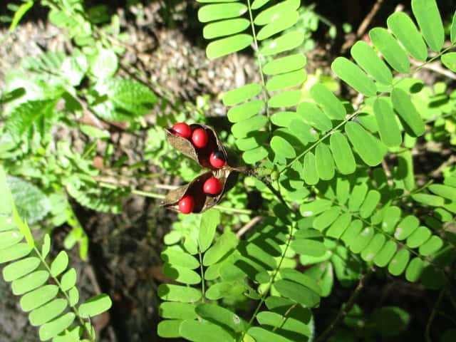Rosary Pea