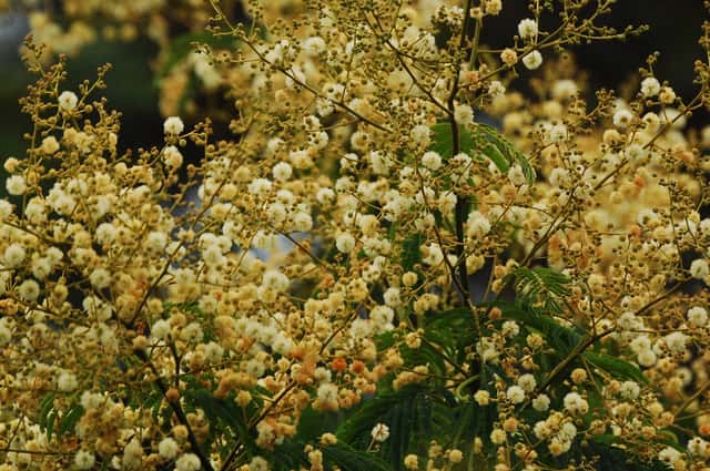 Silver Wattle