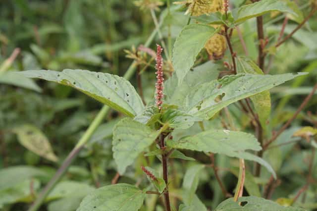 Asian Copperleaf